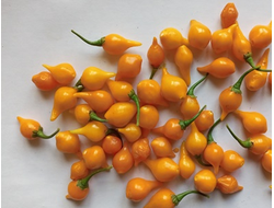 Перец острый Клювик желтый (Biquinho)