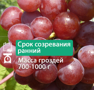 Розмус
