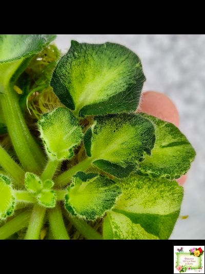 ОлА-Браслет Нефертири (О. Агафонова) листовая химера