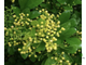 Аглая карликовая / Aglaia odorata dwarf