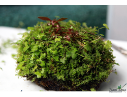 Кочка питательная Ваби-Куса