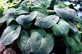 Хоста Блюберри Ваффлс сорт характеристики посадка и уход отзывы