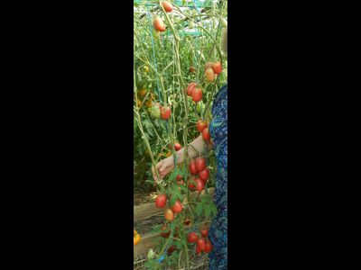 Томат Мархотская кисть (Мархотское гроно)