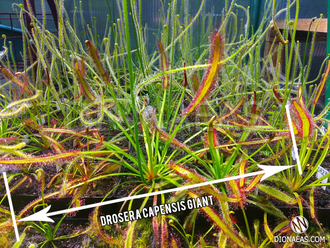 Drosera capensis "Giant"