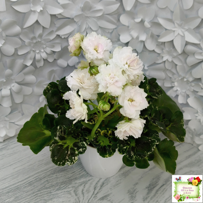 МТ-Кокилье (М. Тотиева) 2023 г.