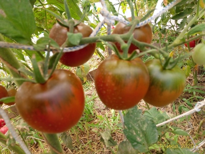 Томат Маленькое черное сердце