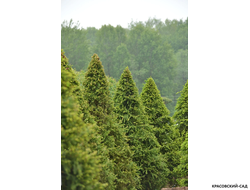 Топиар Ель обыкновенная в форме конуса