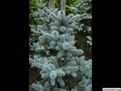 Ель Маджестик Блю фото хвои - красовский-сад.рф