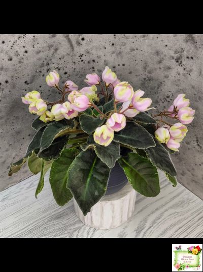 ЛЕ-Ландыши (Е. Лебецкая) 2020 г. (пестролистный лонг)