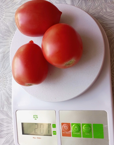 Томат Анастасия Ушакова