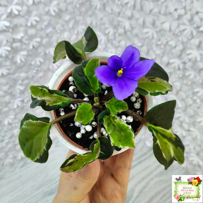 СФ-Томная Жозефина (С. Фатеева) листовая химера