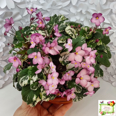 Mac's 1306-2 (G.McDonald) трейлер