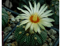 Astrophytum asterias Miracle Kabuto Green + Aureа - 5 семян