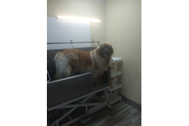 Леонбергер НЕЙЛА