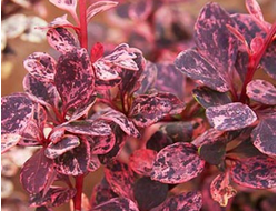 Барбарис Тунберга Harlequin, C5