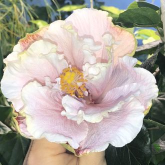 Гибискус NK Cashew