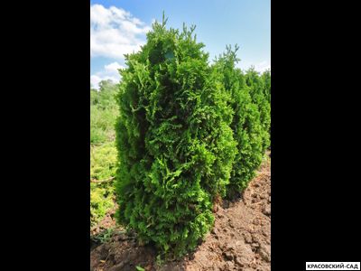 Туя Бробекс Тауэр - Brobeck's Tower