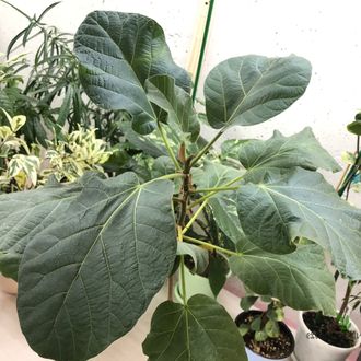 Ficus Vasta / фикус Васта