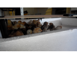 Цыплята любят тепло