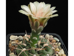 Gymnocalycium spec.VG-710 (sutterianum aff.) - 5 семян