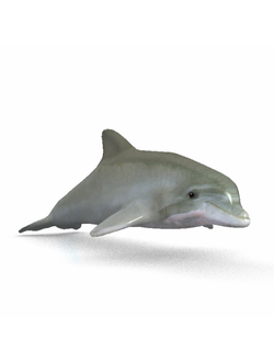 рыбы Дельфин 2