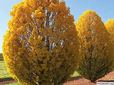 Граб обыкновенный - Carpinus