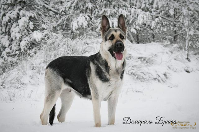 Мать щенков