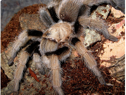 Афонопельма Халькодес (Aphonopelma chalcodes)