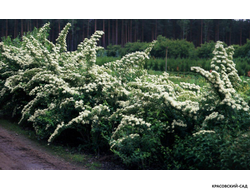 Спирея ниппонская Сноумаунд - Snowmound