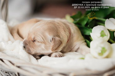 Девочка с КРАСНЫМ ошейничком, 8 дней