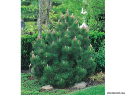 Сосна Гельдрейха - Pinus Heldreichii