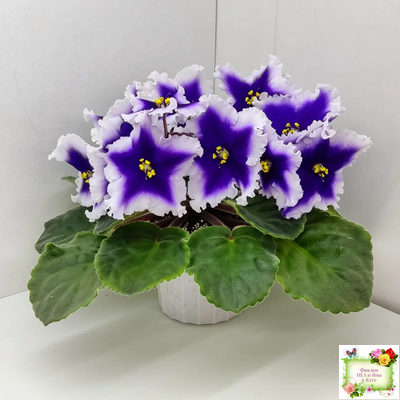 Dn-New Star (Д. Денисенко) 2019 г.