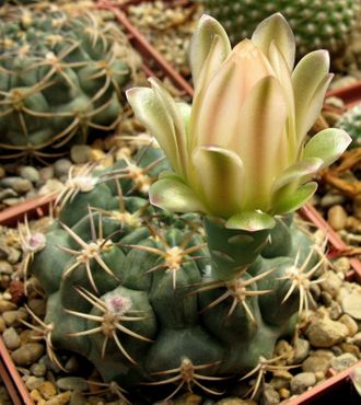 Gymnocalycium marsoneri VG 635