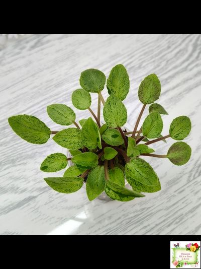 Серебряный Дождь Ю. Коваленко) 2023 г. листовая химера