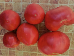 Томат Тайные сокровища вечности (Hidden Treasures of A Timeless)