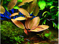 Лагенандра Меебольда красная (меристемная) АЗИЯ