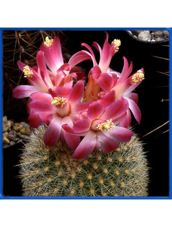 Matucana roseoalba L 173