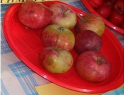 Приморское (яблоня)