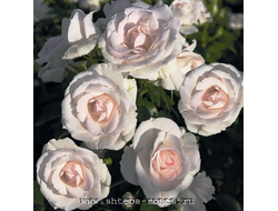 Аспирин Розе