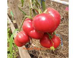 Томат Марло Чарльстон (Marlowe Charleston, Мэрлоу Чарльстон), США