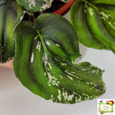 LV-БИГ (Л. Шевелева) 2024 г. трейлер (пасынок сорт посажен 15.08.25)