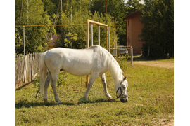Соседская лошадка