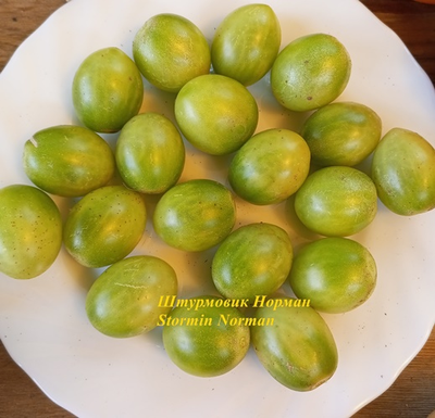 Томат Штурмовик Норман черри (Stormin Norman)