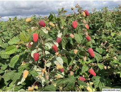 Малина Малиновая Гряда ремонтантная