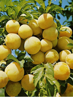 Слива  Светлячок