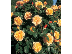 Мишка (Michka) шраб.     Meilland