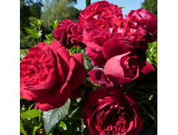 "Ты и Я" (You and Me) чг