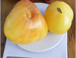 Томат Белое сердце Р. Крафта (Reinhard Kraft’s White Heart)