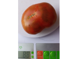 Томат Гном Пит Вайпер (Dwarf Pite Wiper, Гремучая змея)