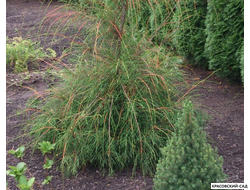 Туя Филиформис - Filiformis